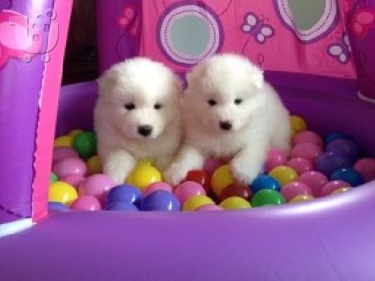PoulaTo: Kc Εγγεγραμμένα κουτάβια Samoyed